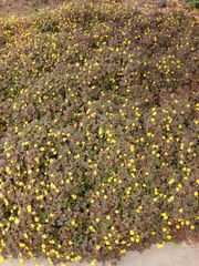 File:180px-IMG 6889 hunt09jun.jpg