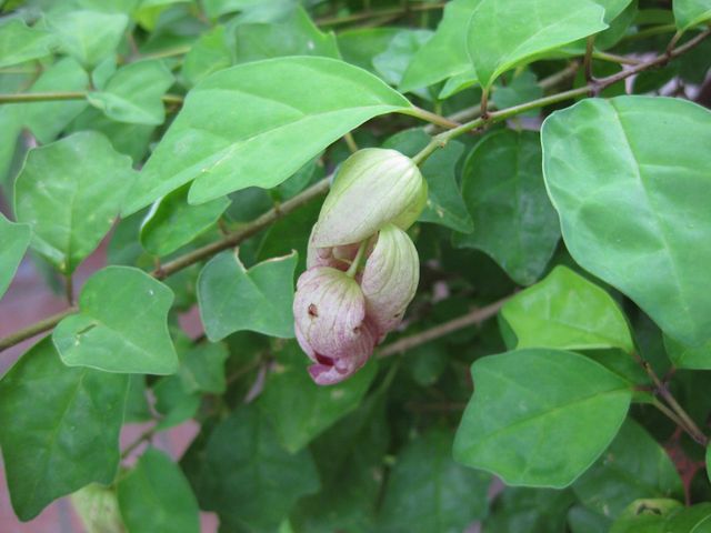 File:640px-IMG 0889 bbg09.jpg