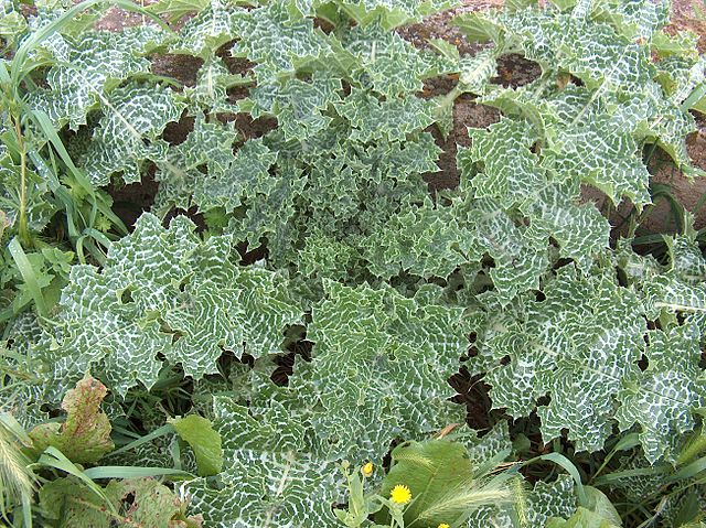 File:640px-Silybum marianum g1.jpg