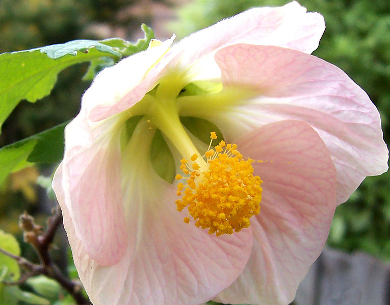 File:765px-Flower large stamen.jpg