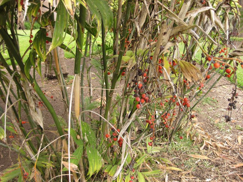 File:800px-IMG 4089 hunt0904.jpg