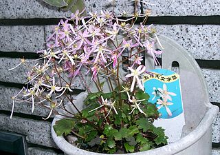 File:320px-Saxifraga fortunei cv2.jpg