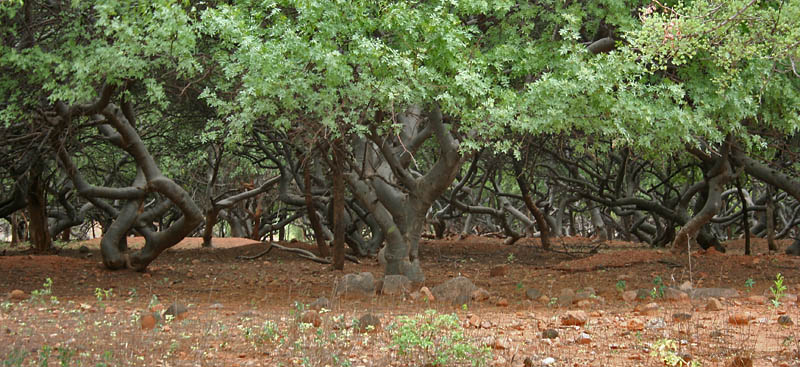 File:Bursera citronella (syn B delpichiana) trunks at Hyderabad, AP W IMG 7219.jpg