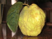 File:180px-Quince-israel.jpg