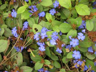 File:320px-IMG 1386 bbg09.jpg