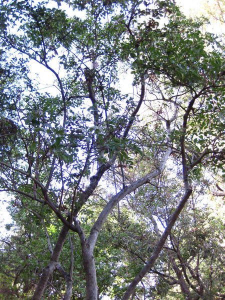 File:450px-IMG 2582 ucla09.jpg