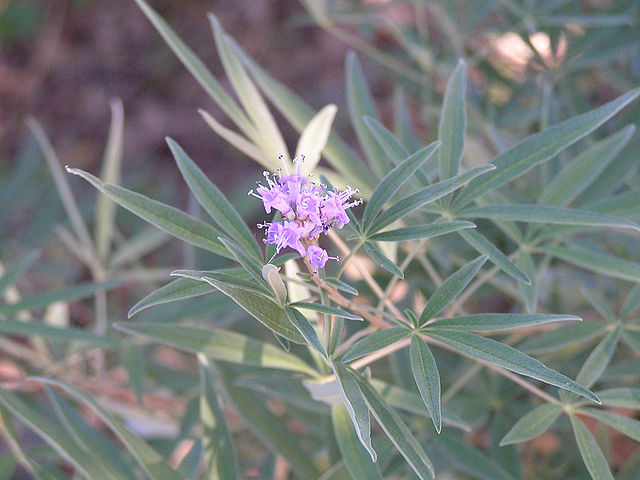 File:640px-Flowers of Vitex agnus-castus in Texas.jpg