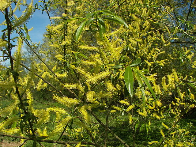 File:640px-Salix alba 011.jpg