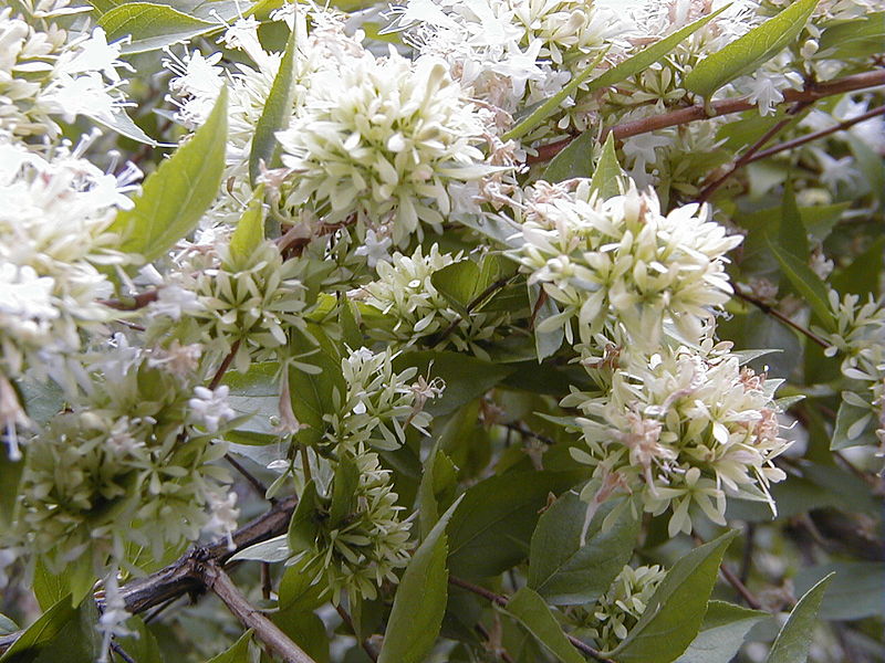 File:800px-Abelia chinensis RJB1.jpg