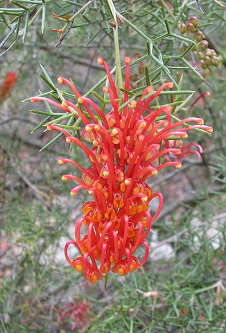 File:326px-Grevillea treueriana.jpg