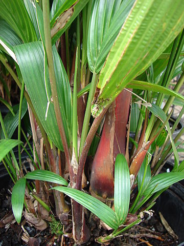 File:360px-Starr 080103-1380 Cyrtostachys renda.jpg