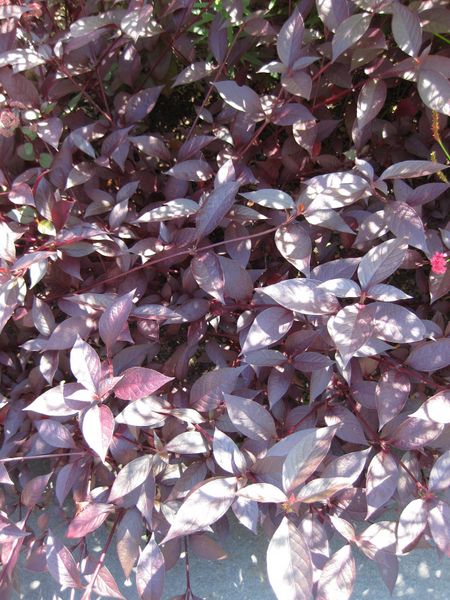 File:450px-IMG 0013 nybg09.jpg