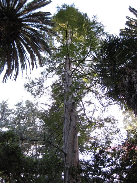 File:450px-IMG 2775 ucla09.jpg