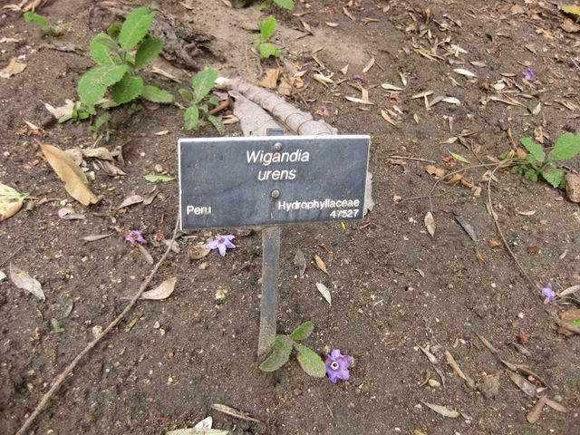 File:640px-IMG 5005 hunt0904.jpg