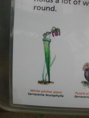 File:180px-IMG 7610 hunt09jun.jpg