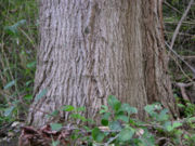 File:180px-Sugar Maple Acer saccharum Trunk base 3264px.jpg
