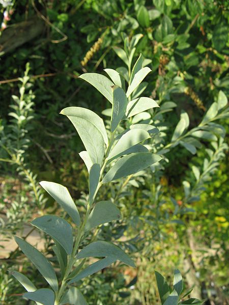 File:450px-Acacia cultriformis2.jpg