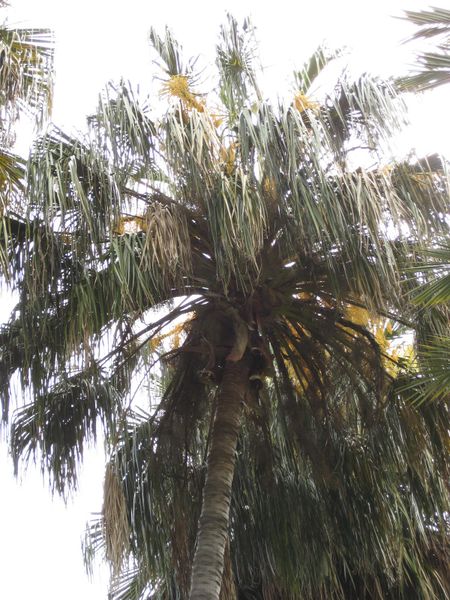 File:450px-IMG 4102 hunt0904.jpg