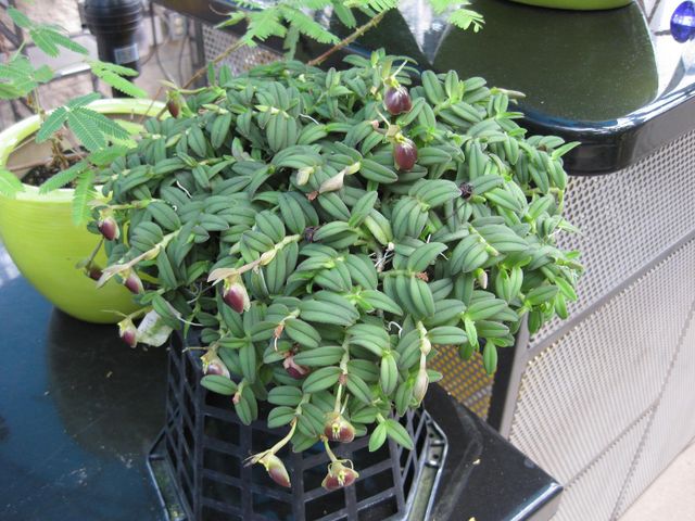 File:640px-IMG 1822 hunt09oct.jpg