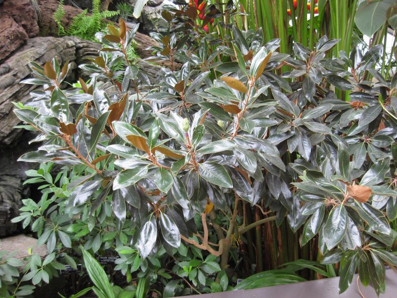 File:800px-IMG 0949 bbg09.jpg