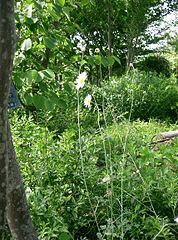 File:178px-Tanacetum cinerariifolium2.jpg