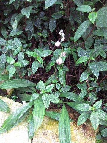 File:360px-IMG 1831 hunt09oct.jpg