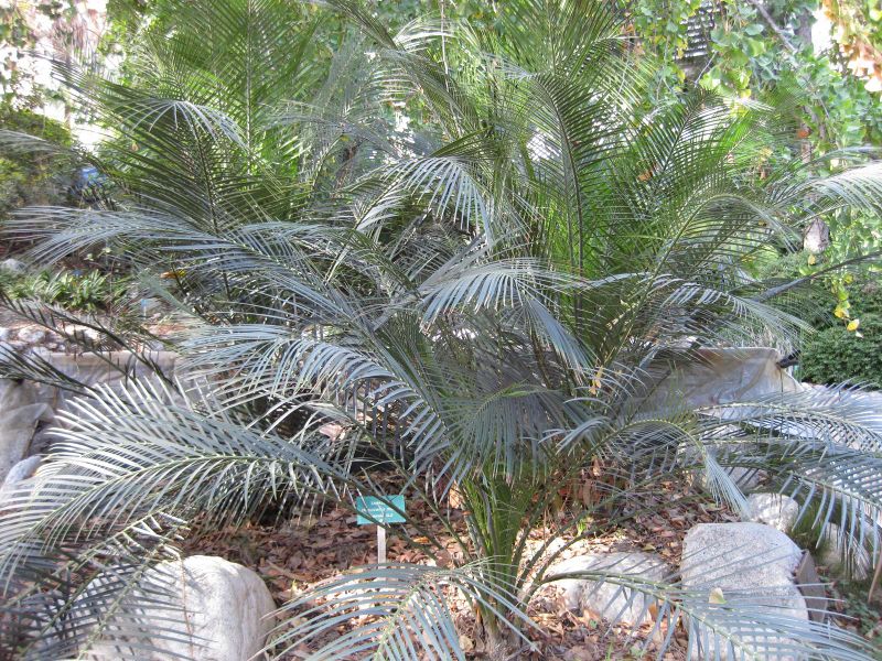 File:800px-IMG 2438 ucla09.jpg