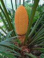 File:90px-Cycas circinalis male cone in Olomouc.jpg