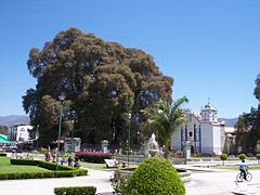 File:240px-Árbol-del-Tule-Oaxaca-Mexico.jpg