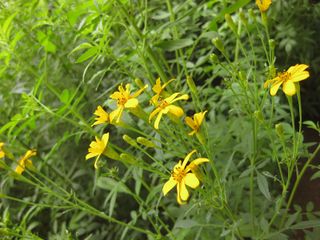 File:320px-IMG 7093 hunt09jun.jpg