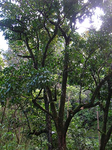 File:359px-Starr 050107-2812 Syzygium malaccense.jpg