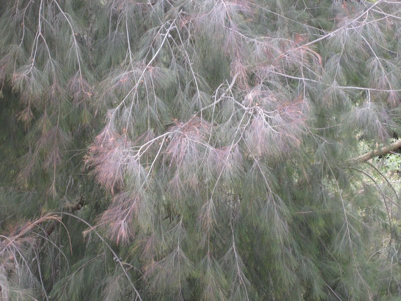 File:800px-IMG 4680 hunt0904.jpg