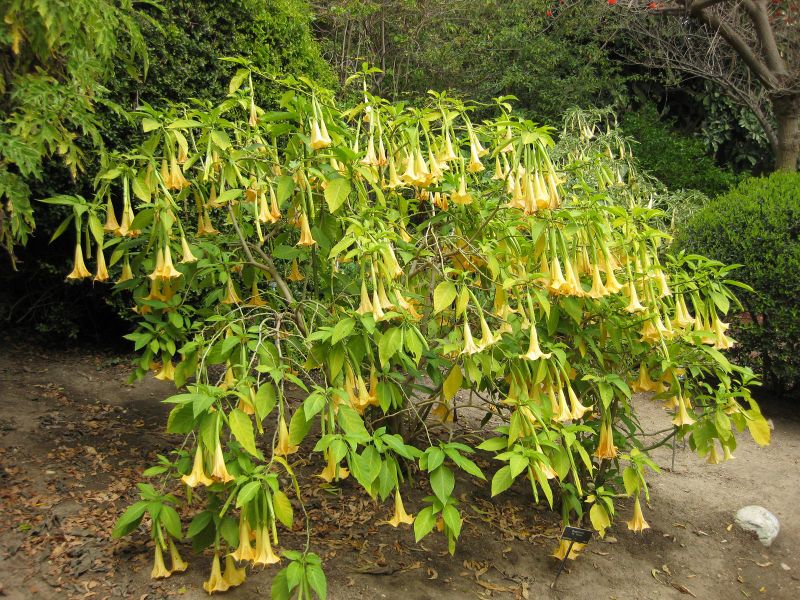 File:800px-IMG 4988 hunt0904.jpg