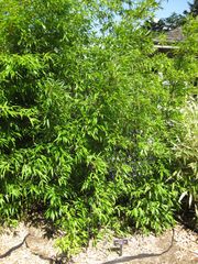 File:180px-IMG 0423 nybg09.jpg