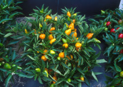 File:250px-Compact orange pepper plants.jpg