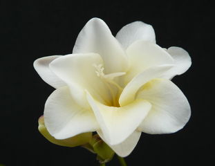 File:311px-Soft white, sanftes weiss, bianco delicato-5767.jpg