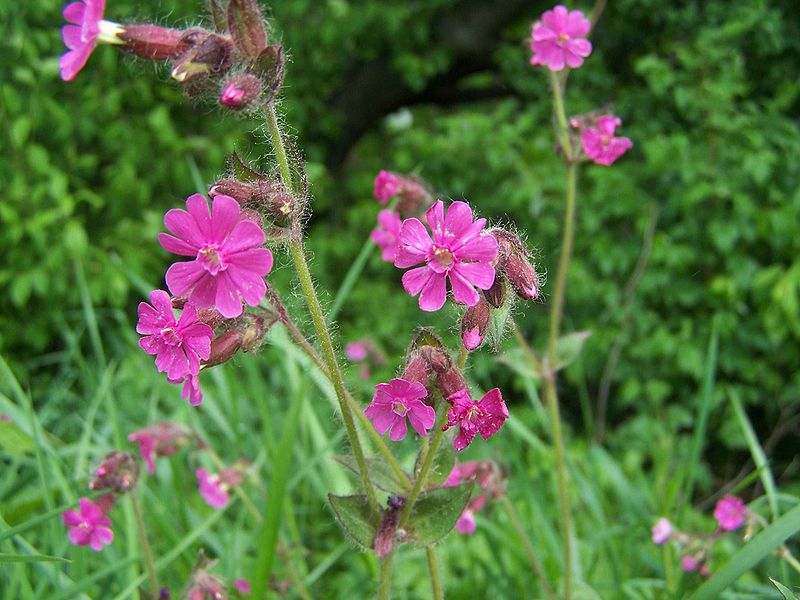File:800px-Silene dioica a1.jpg