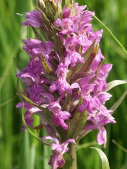 File:250px-Dactylorhiza x aschersoniana 190505.jpg