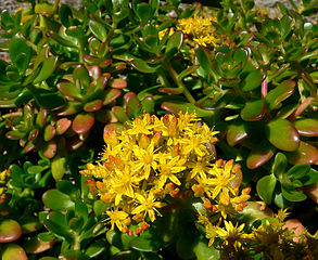 File:293px-Sedum confusum 2.jpg