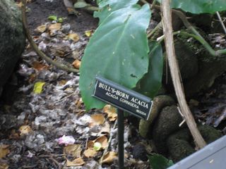 File:320px-IMG 0962 bbg09.jpg