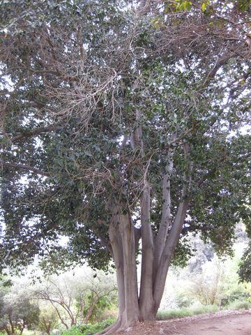 File:360px-IMG 4965 hunt0904.jpg