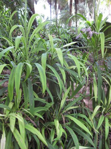 File:360px-IMG 7502 hunt09jun.jpg