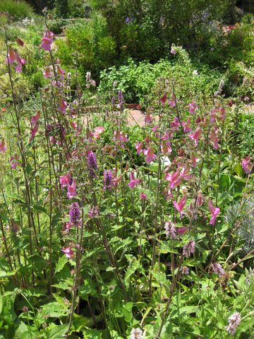 File:360px-IMG 7683 hunt09jun.jpg