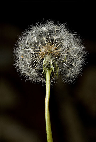 File:407px-Dandelion Clock.jpg