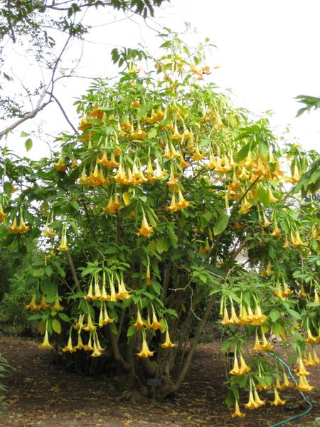 File:450px-IMG 4985 hunt0904.jpg