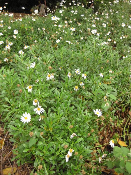 File:450px-IMG 6935 hunt09jun.jpg