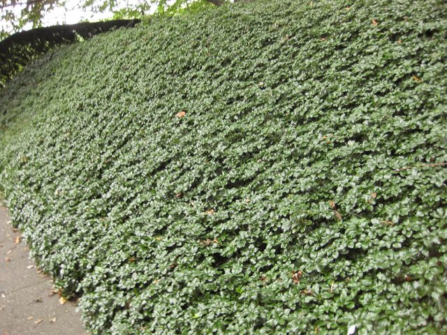 File:640px-IMG 1409 bbg09.jpg