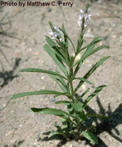 File:240px-Verbena simplex.jpg