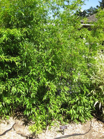 File:360px-IMG 0423 nybg09.jpg