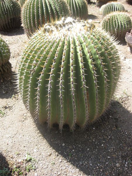 File:450px-IMG 2198 hunt0903.jpg